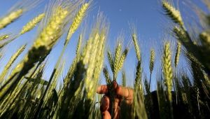 Пшеница | REUTERS Mo…