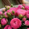 Пионовидные розы от AzaliaNow – нежность и забота в каждом бутоне